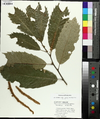 Castanea mollissima image