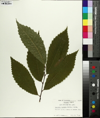 Castanea dentata image