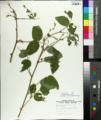 Desmodium canescens image