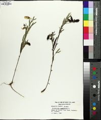 Crotalaria sagittalis image