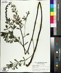 Baptisia alba var. macrophylla image