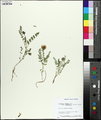 Astragalus danicus image