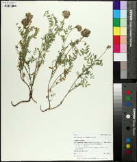 Astragalus agrestis image