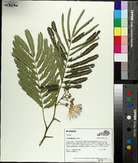 Albizia julibrissin image