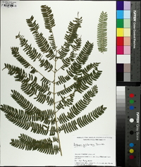 Albizia julibrissin image