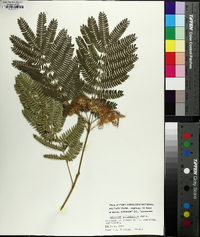 Albizia julibrissin image