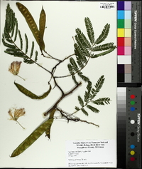 Albizia julibrissin image