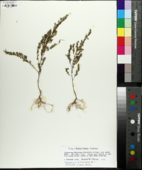 Phyllanthus caroliniensis image