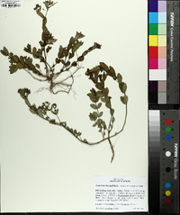 Chamaesyce hyssopifolia image