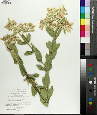 Euphorbia marginata image