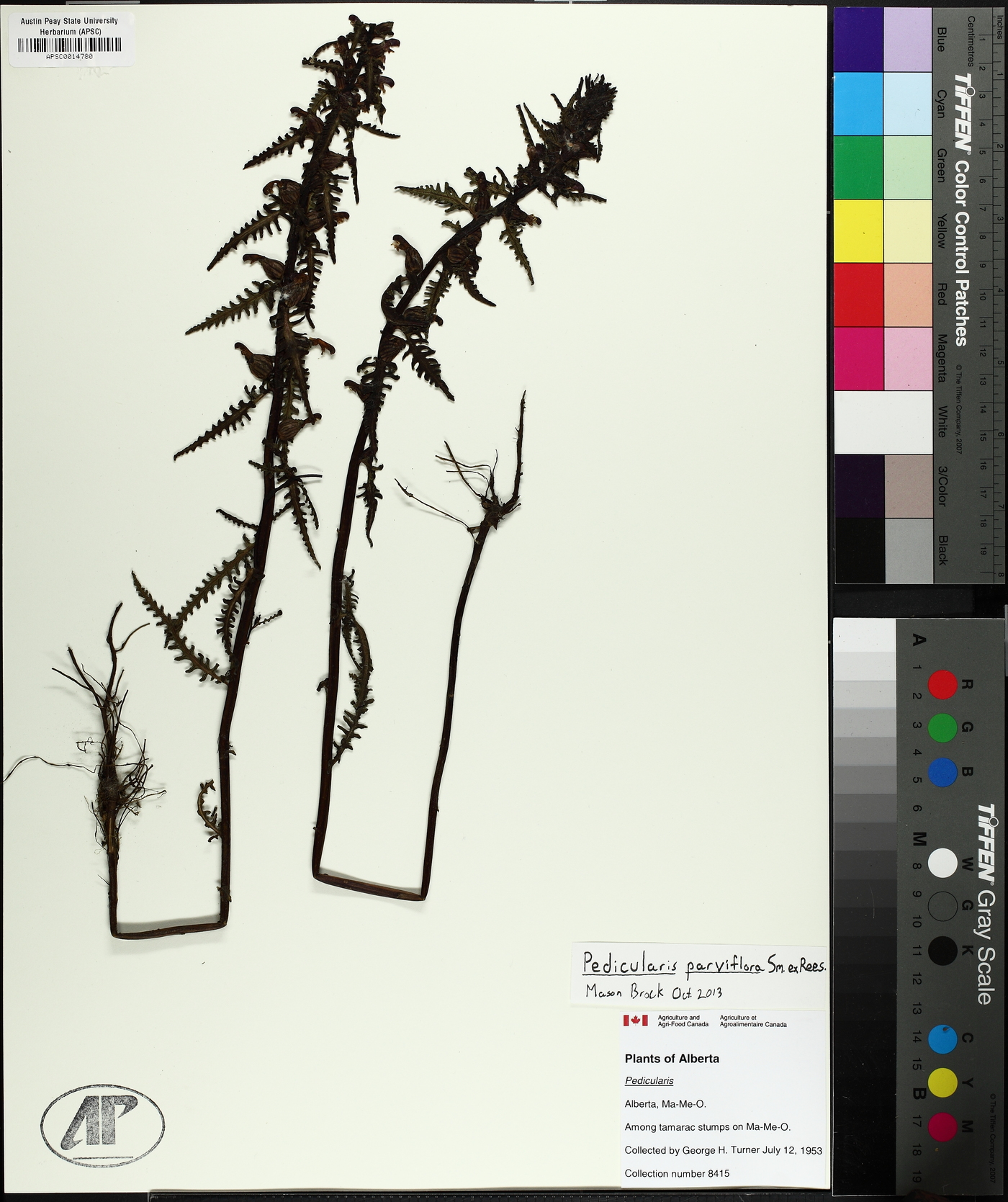 Pedicularis parviflora image