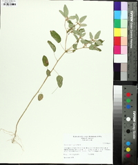 Croton monanthogynus image