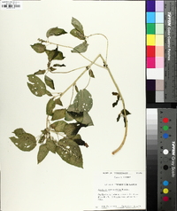 Acalypha ostryifolia image