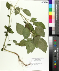 Acalypha ostryifolia image