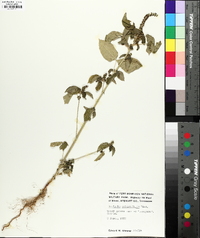 Acalypha ostryifolia image