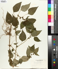 Acalypha deamii image