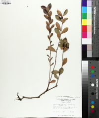 Vaccinium sempervirens image