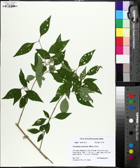 Forestiera acuminata image