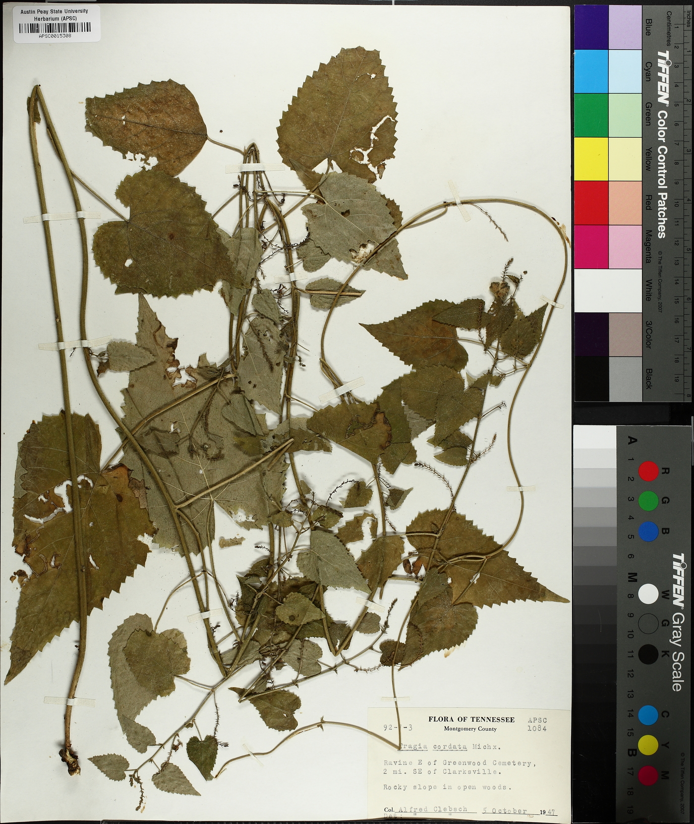 Tragia cordata image