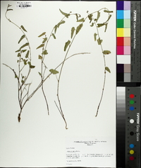 Tragia betonicifolia image