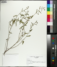 Tragia betonicifolia image