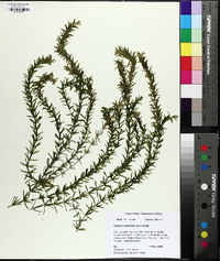 Hydrilla verticillata image