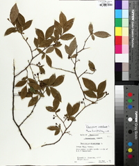 Vaccinium fuscatum image