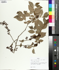 Vaccinium fuscatum image