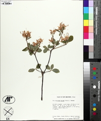 Rhododendron prinophyllum image