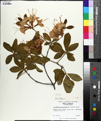 Rhododendron calendulaceum image