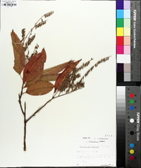 Oxydendrum arboreum image