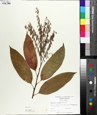 Oxydendrum arboreum image