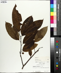 Oxydendrum arboreum image