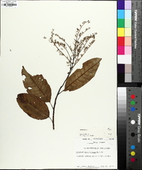 Oxydendrum arboreum image