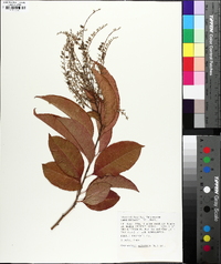 Oxydendrum arboreum image