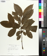 Oxydendrum arboreum image