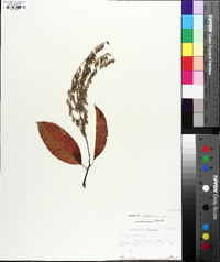 Oxydendrum arboreum image