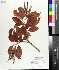 Oxydendrum arboreum image