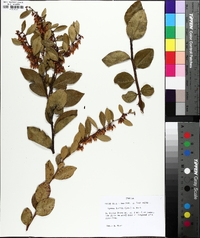 Lyonia lucida image