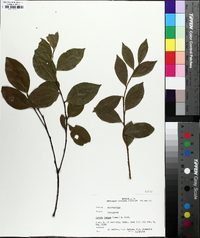 Lyonia lucida image