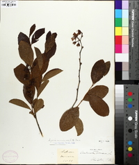 Lyonia mariana image