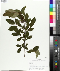 Lyonia ligustrina var. foliosiflora image