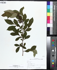 Lyonia ligustrina var. foliosiflora image