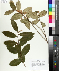 Leucothoe axillaris image