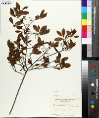 Gaylussacia frondosa image