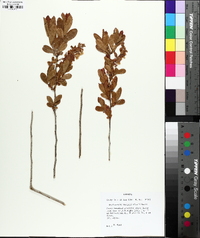 Gaylussacia mosieri image