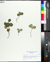 Gaultheria procumbens image