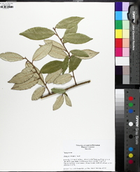 Elaeagnus pungens image