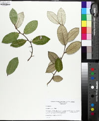 Elaeagnus pungens image