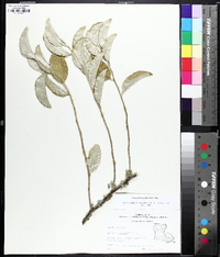 Elaeagnus umbellata image